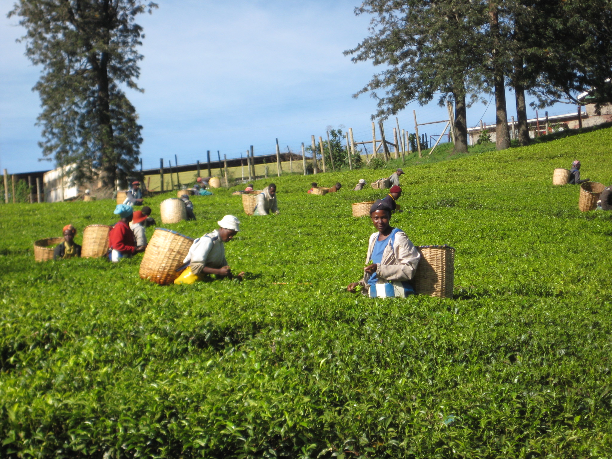 Kenya Tea Fields
